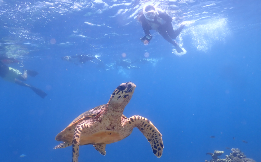 ウミガメサップ&シュノーケリング２時間ツアー